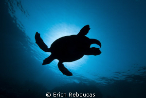 Turtle Eclipse by Erich Reboucas 